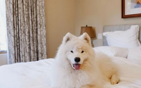 a dog lying on a bed