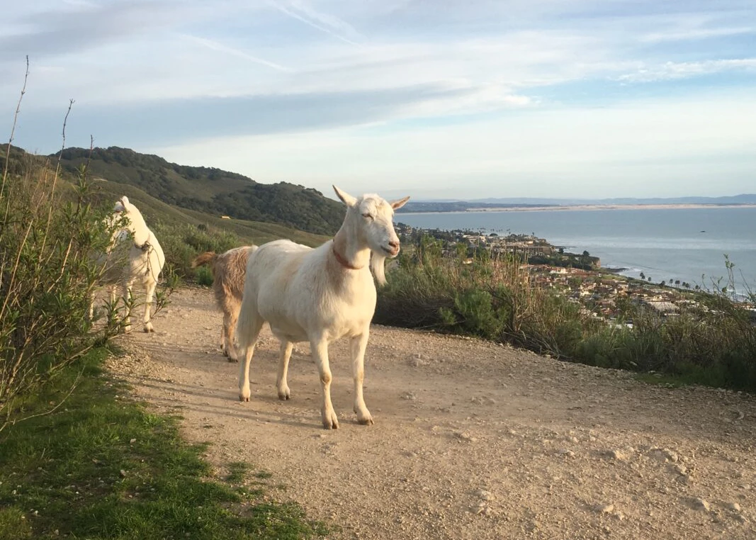 a group of goats on a dirt path by a body of water