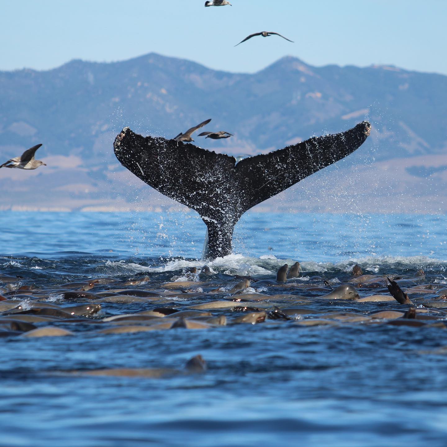 a whale tail in the water
