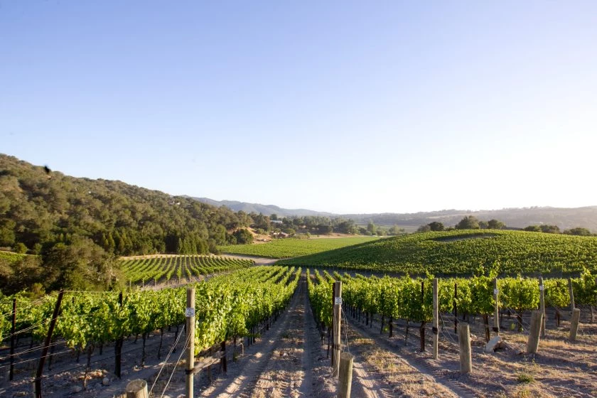 a vineyard with trees in the background