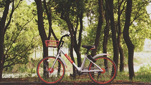 bike parked along trail in front of wooden area