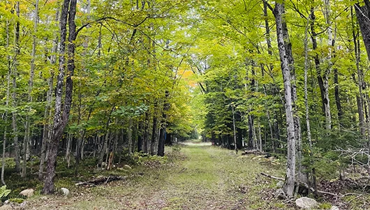 wide walking path in the woods