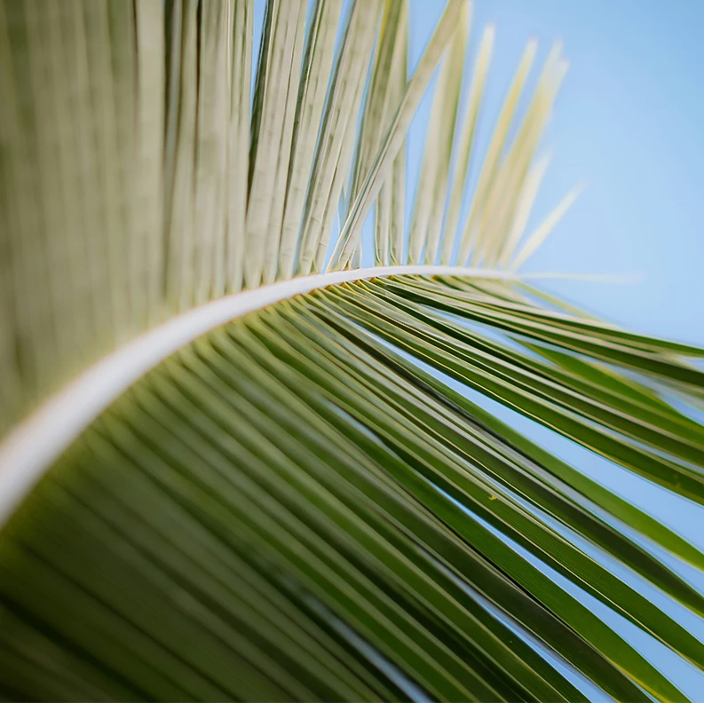 close up of a palm leaf