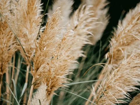 a close up of a plant