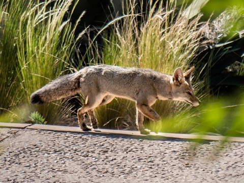 a fox walking on a road