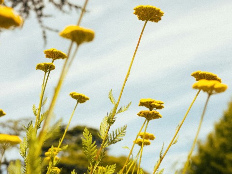 yellow flowers on a plant