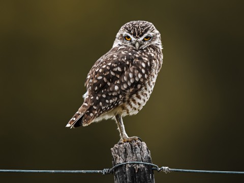 a owl standing on a post