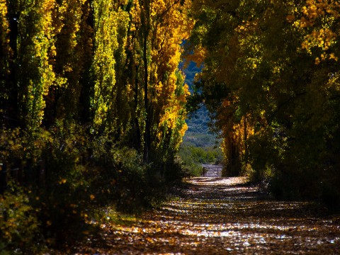a path with trees and a dirt road