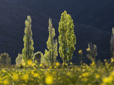a group of trees in a field