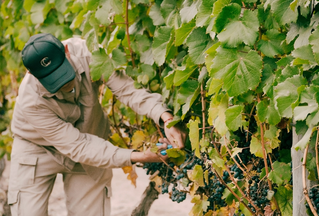 a man picking grapes from a vine