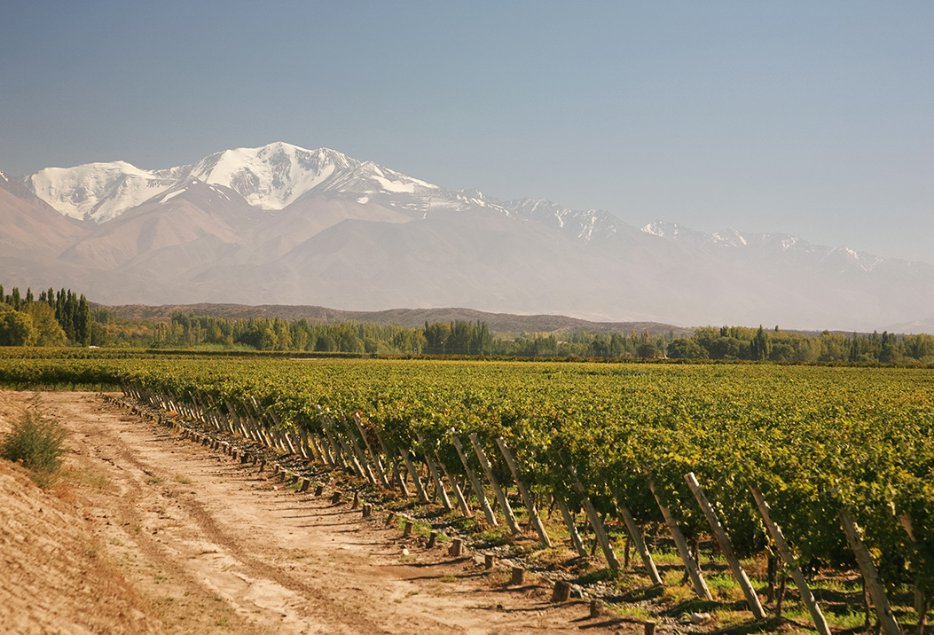 a field of vines with a mountain in the background