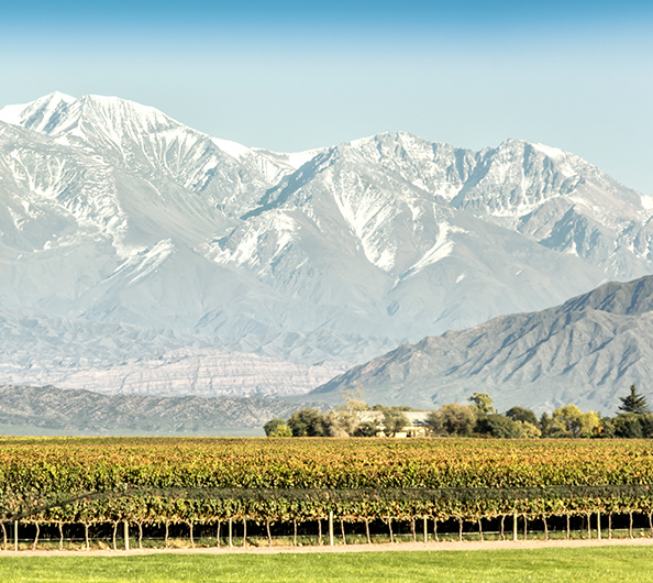 a vineyard in front of mountains