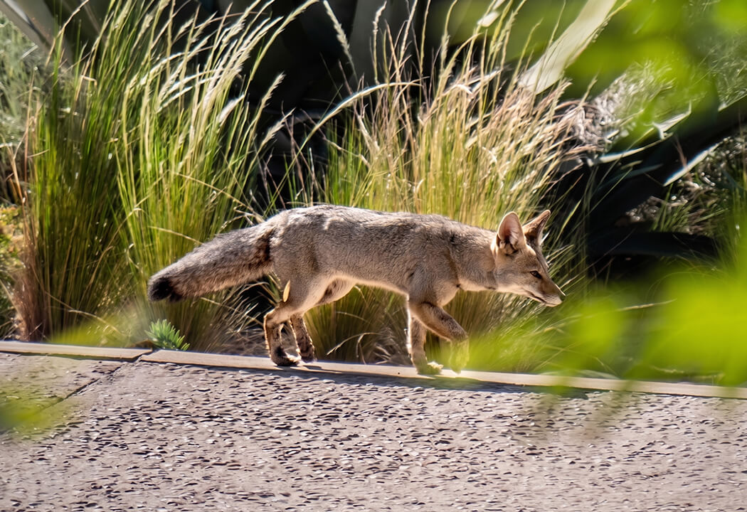 a fox walking on a road