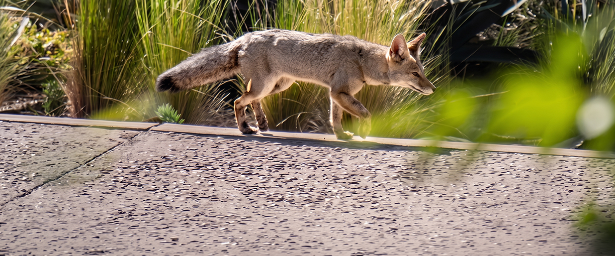 a fox walking on a road