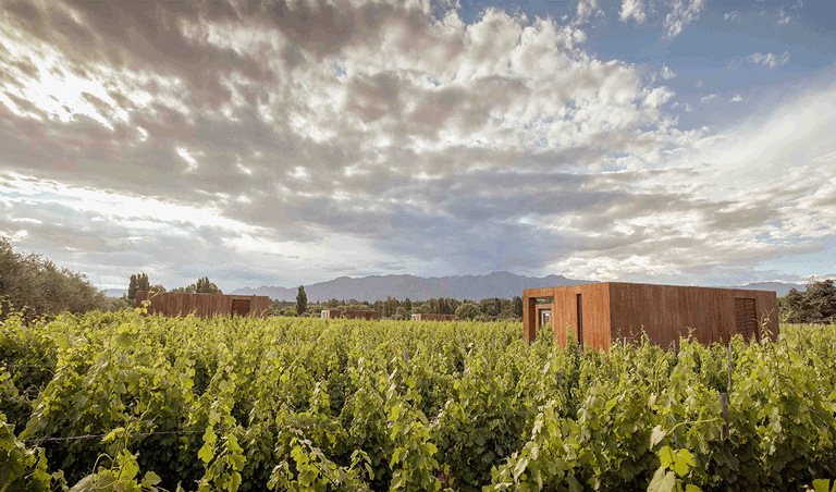 a field of plants with a building in it