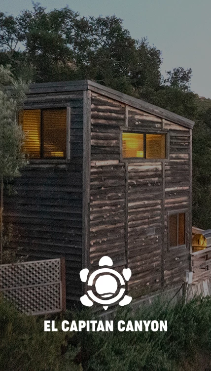 a wooden cabin with windows and a turtle