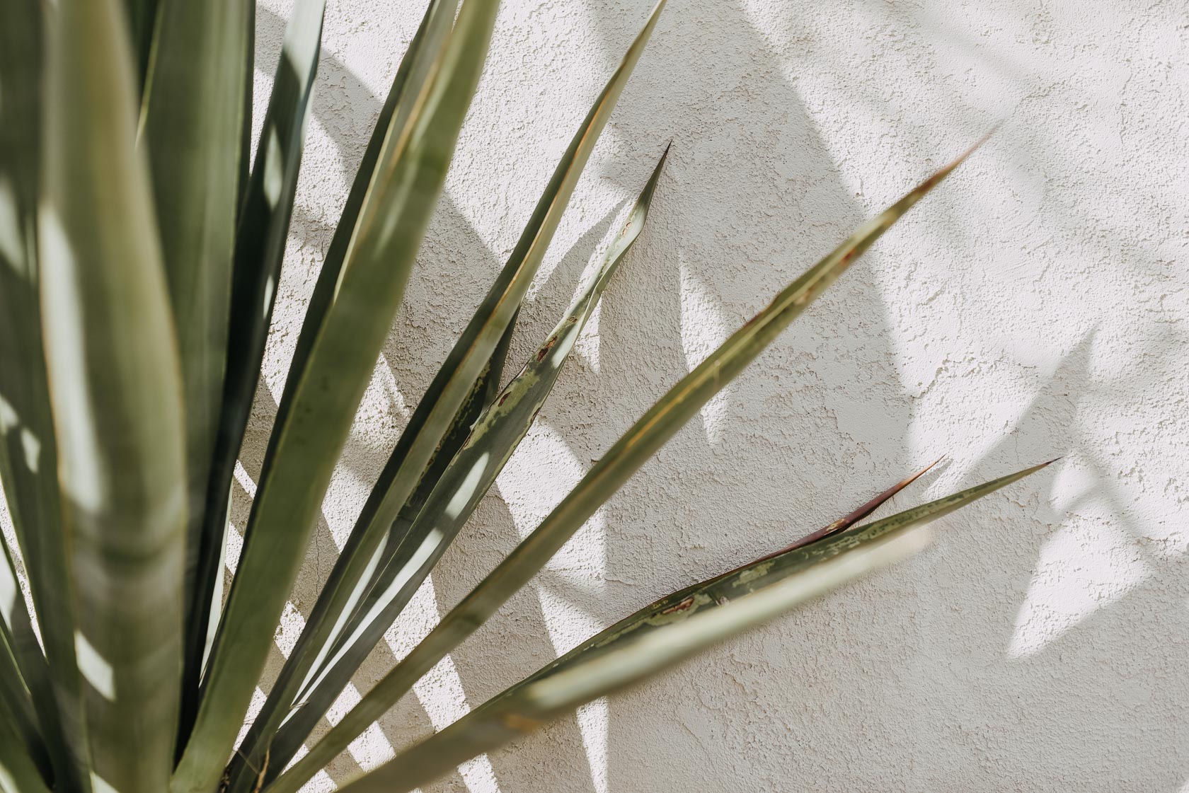plants alongside a wall