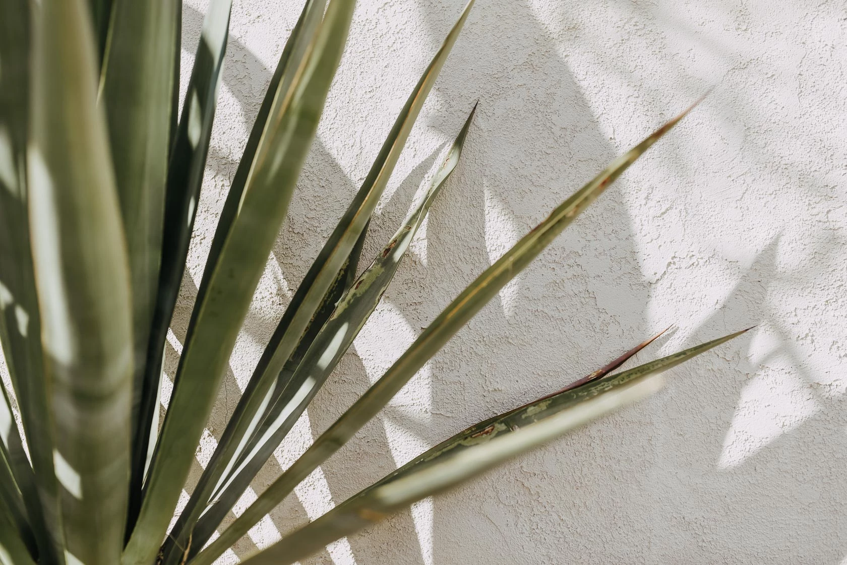 plants alongside a wall