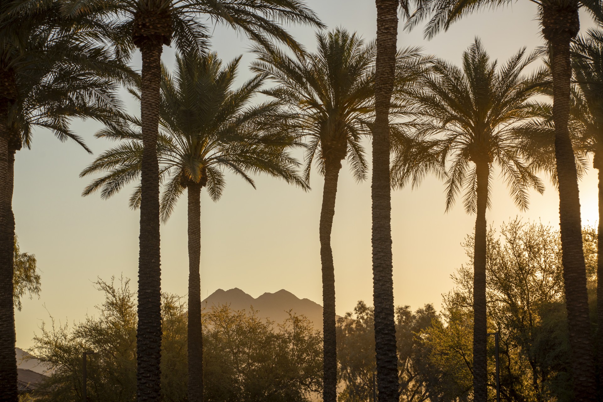 a group of palm trees