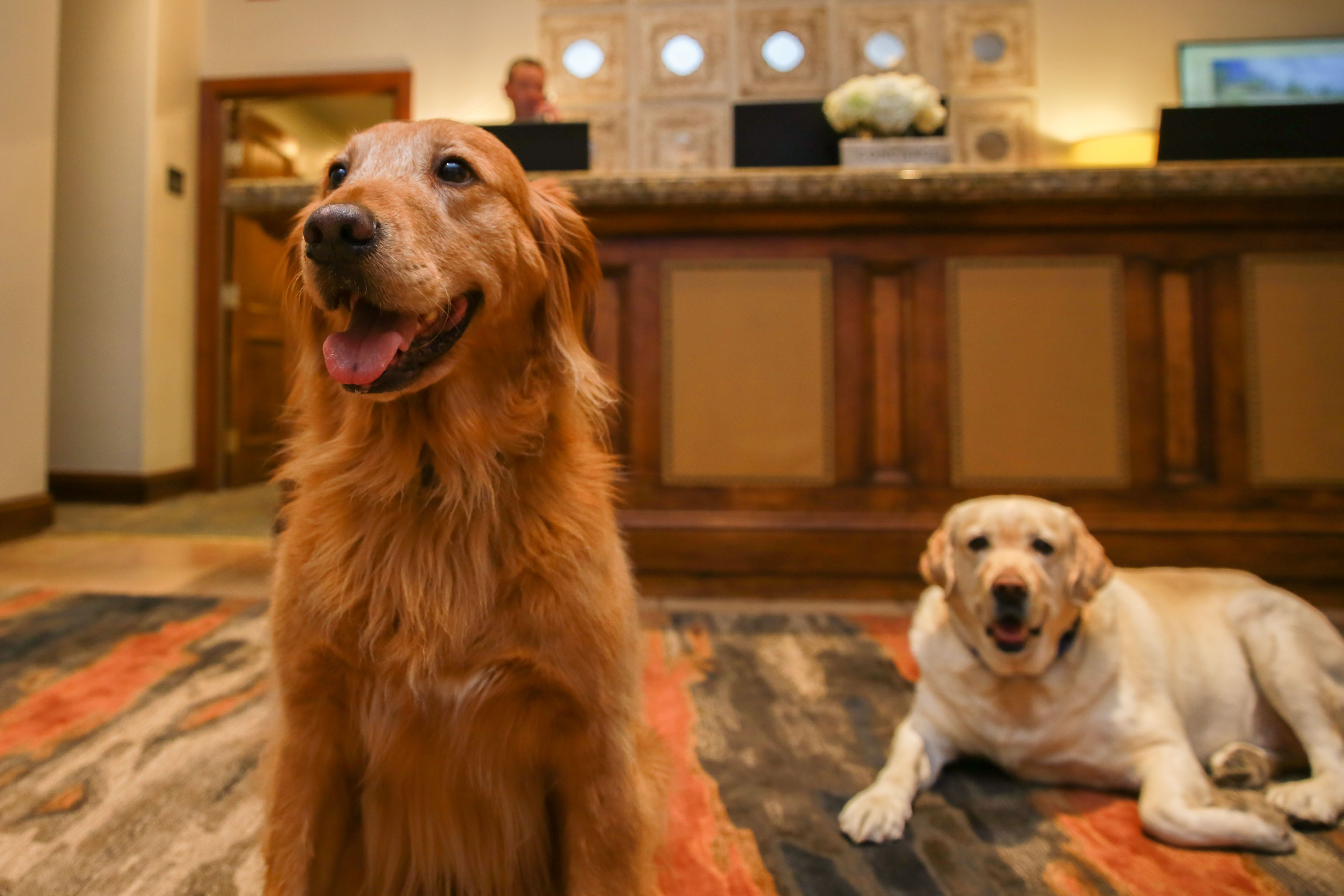 a couple of dogs sitting on a rug in a room