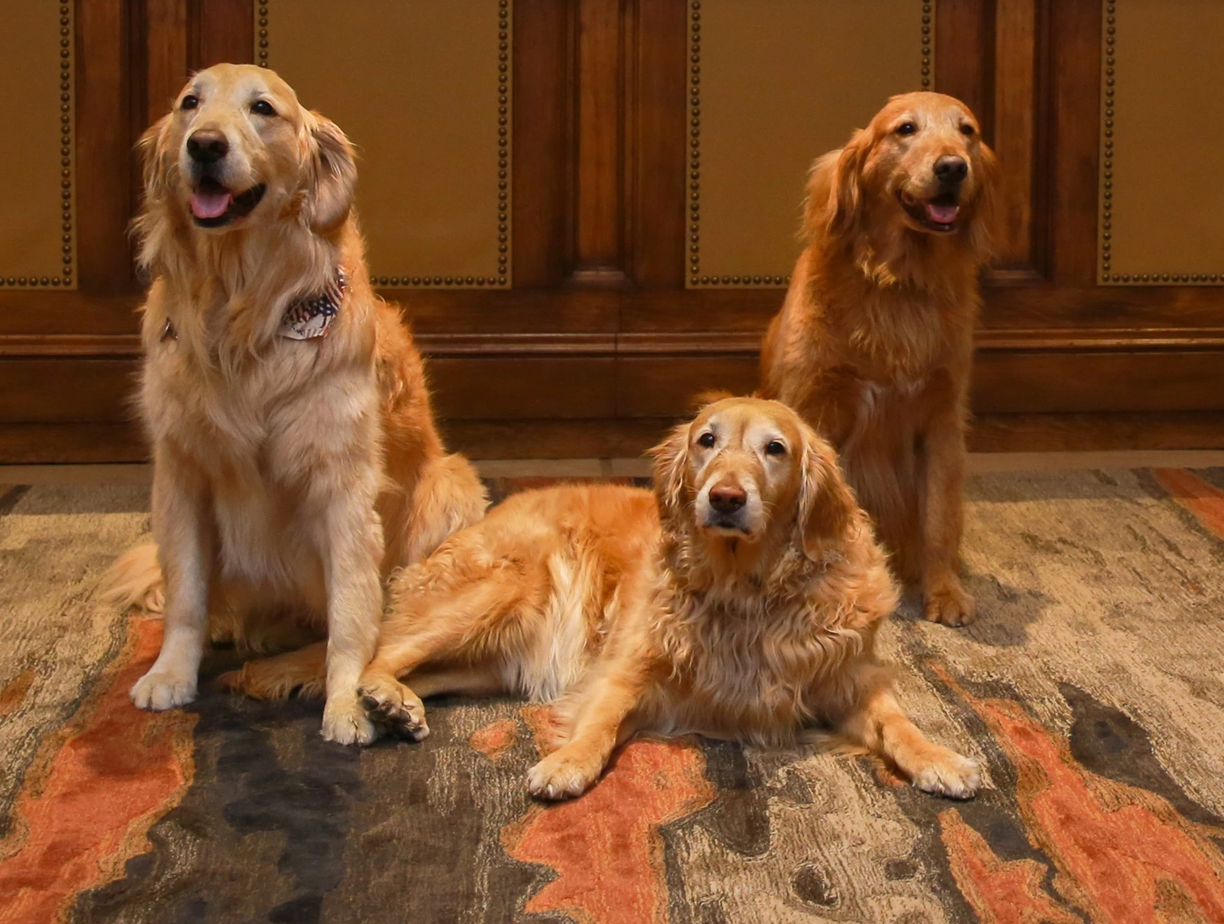 dogs47