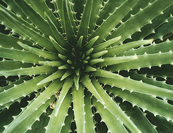 an aloe vera plant from overhead