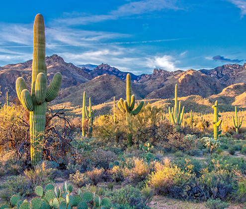 fairmontscottsdeleprincess localattractions mcdowellsonoranpreserve