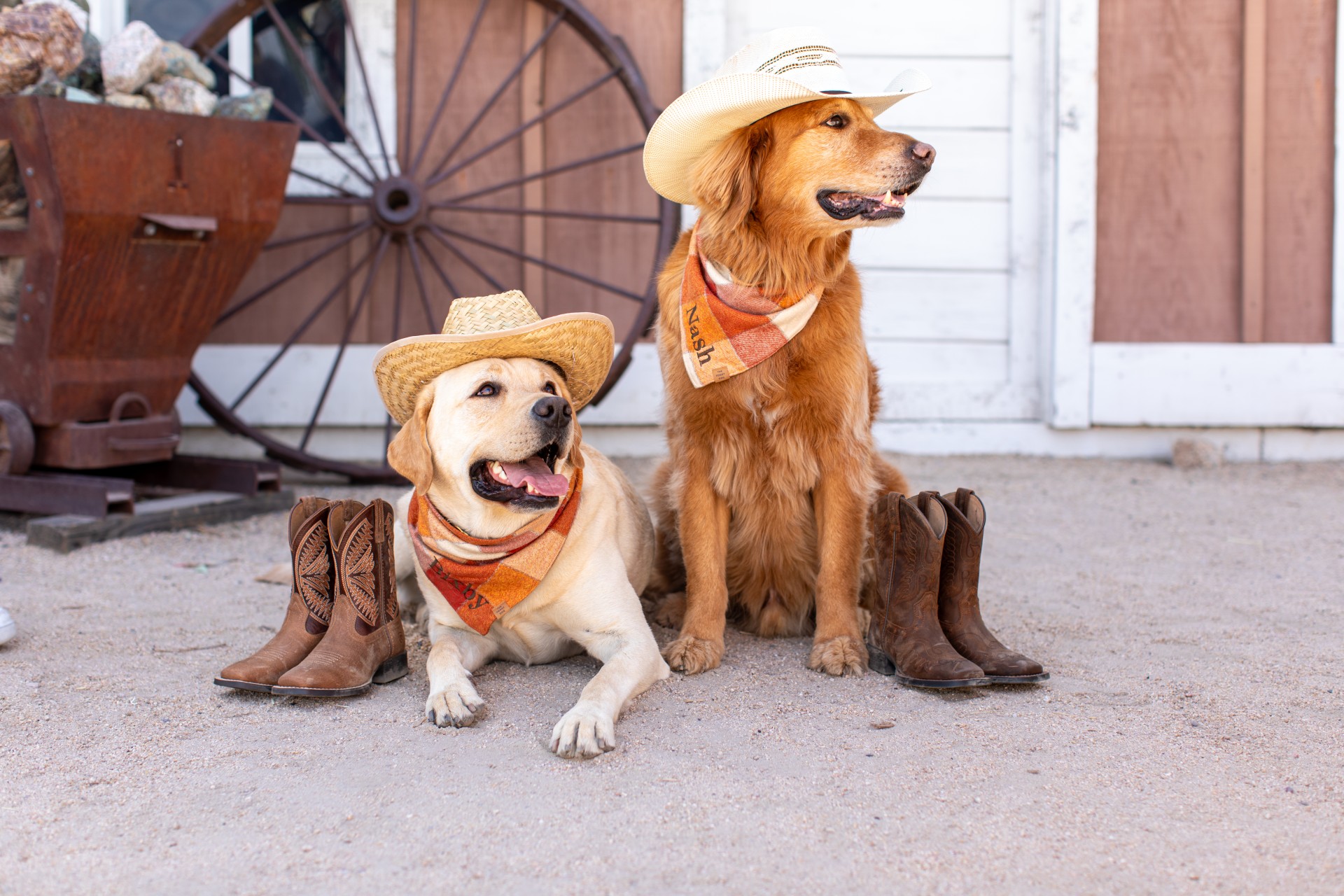 two dogs wearing cowboy hats and boots