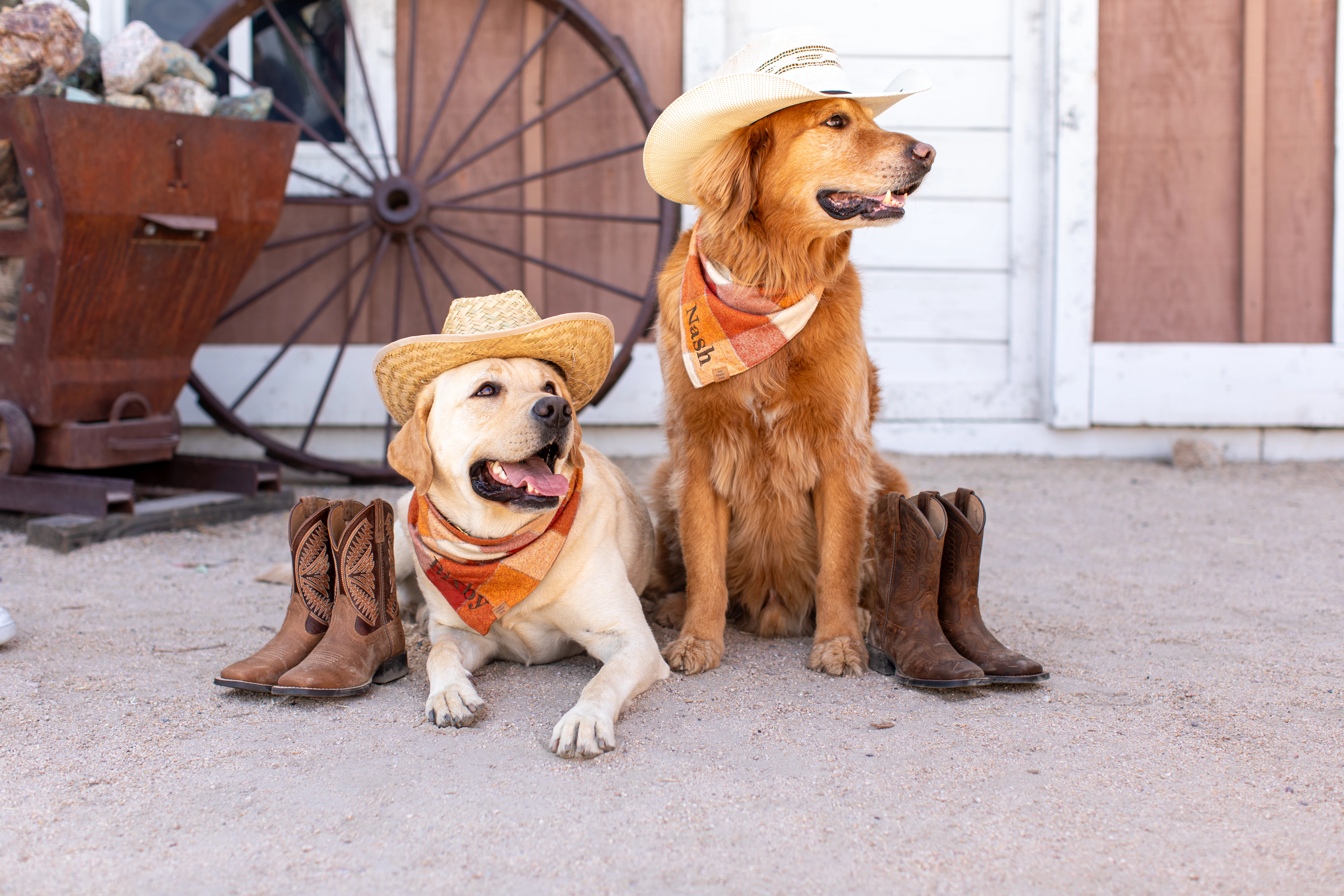 two dogs wearing cowboy hats and boots