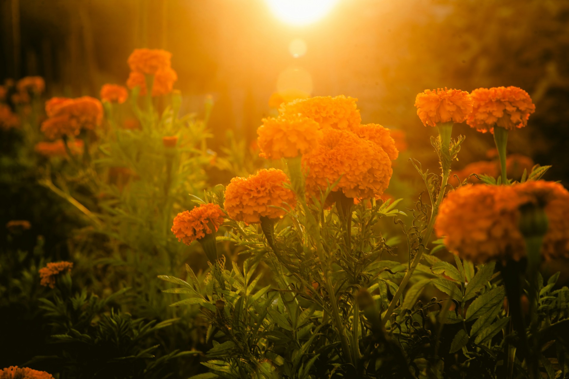 a group of orange flowers with the sun shining through them