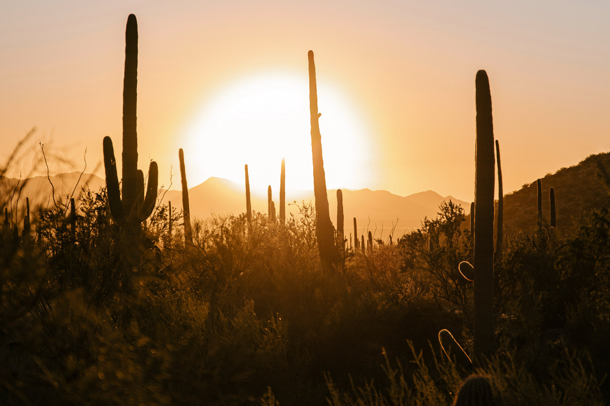 a cactus in a desert