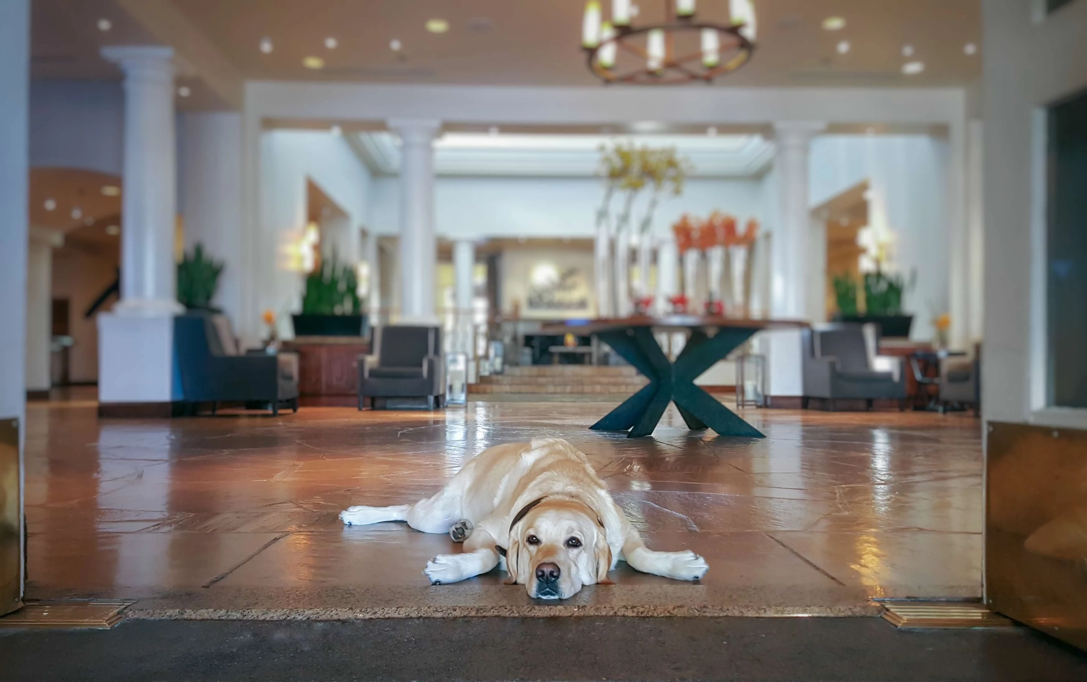 a dog lying on the floor