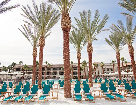 a group of palm trees and chairs