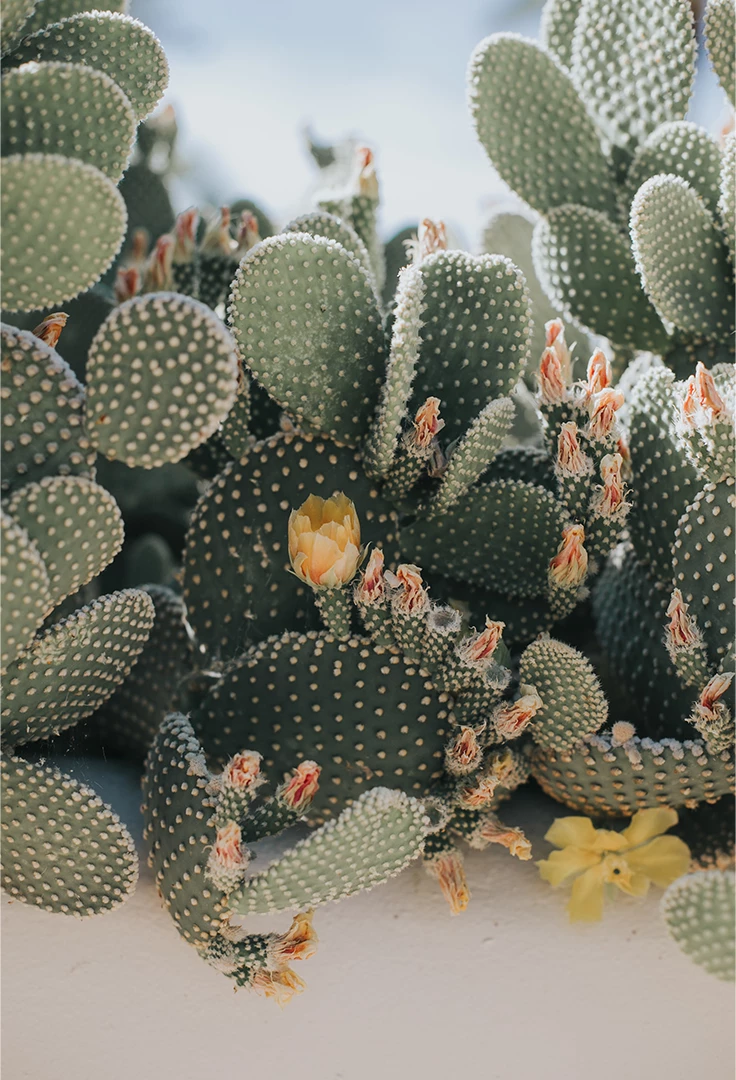 a cactus with yellow flowers