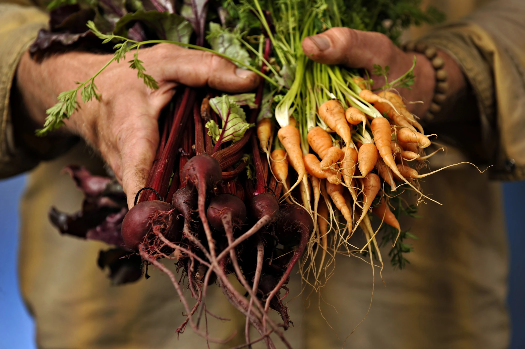 singh farms delivery radishes carrots