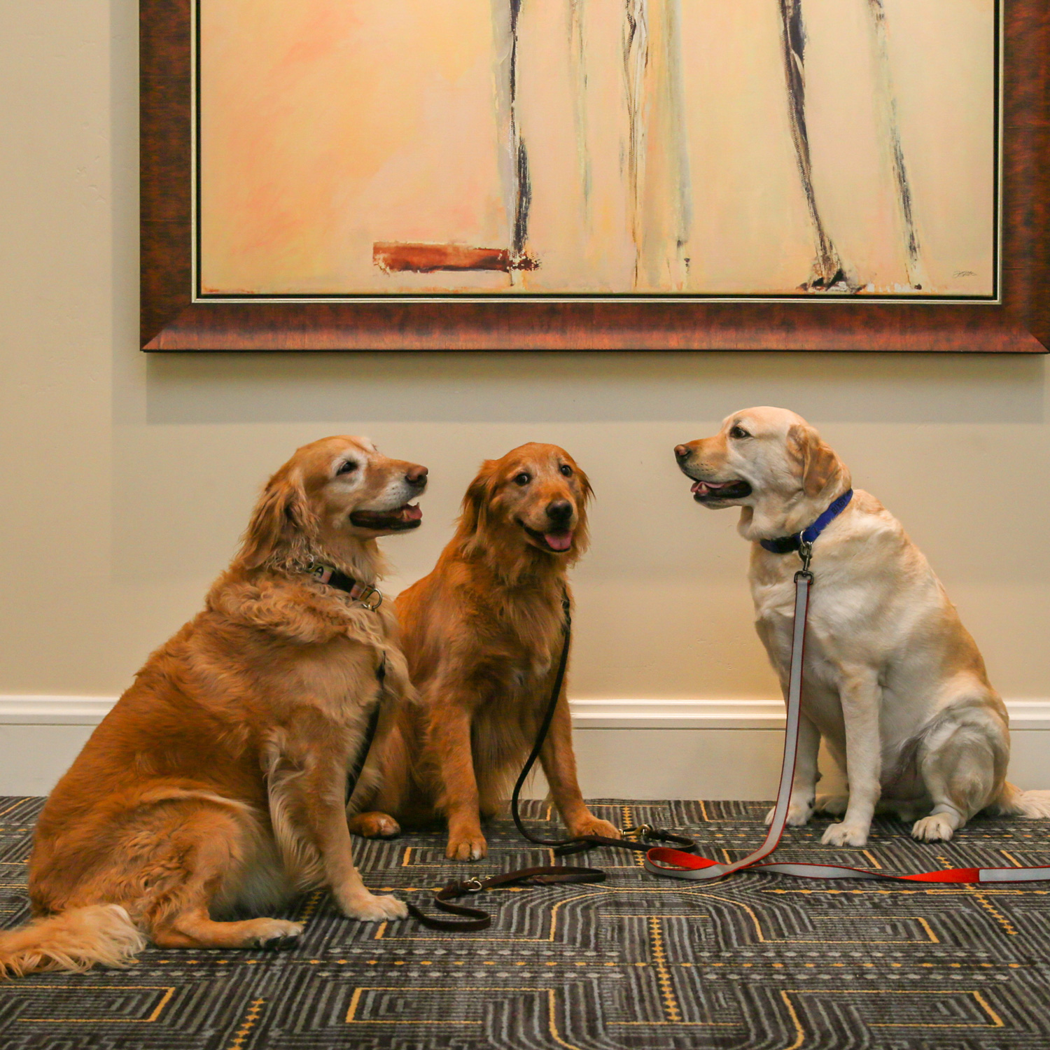 a group of dogs sitting on a rug