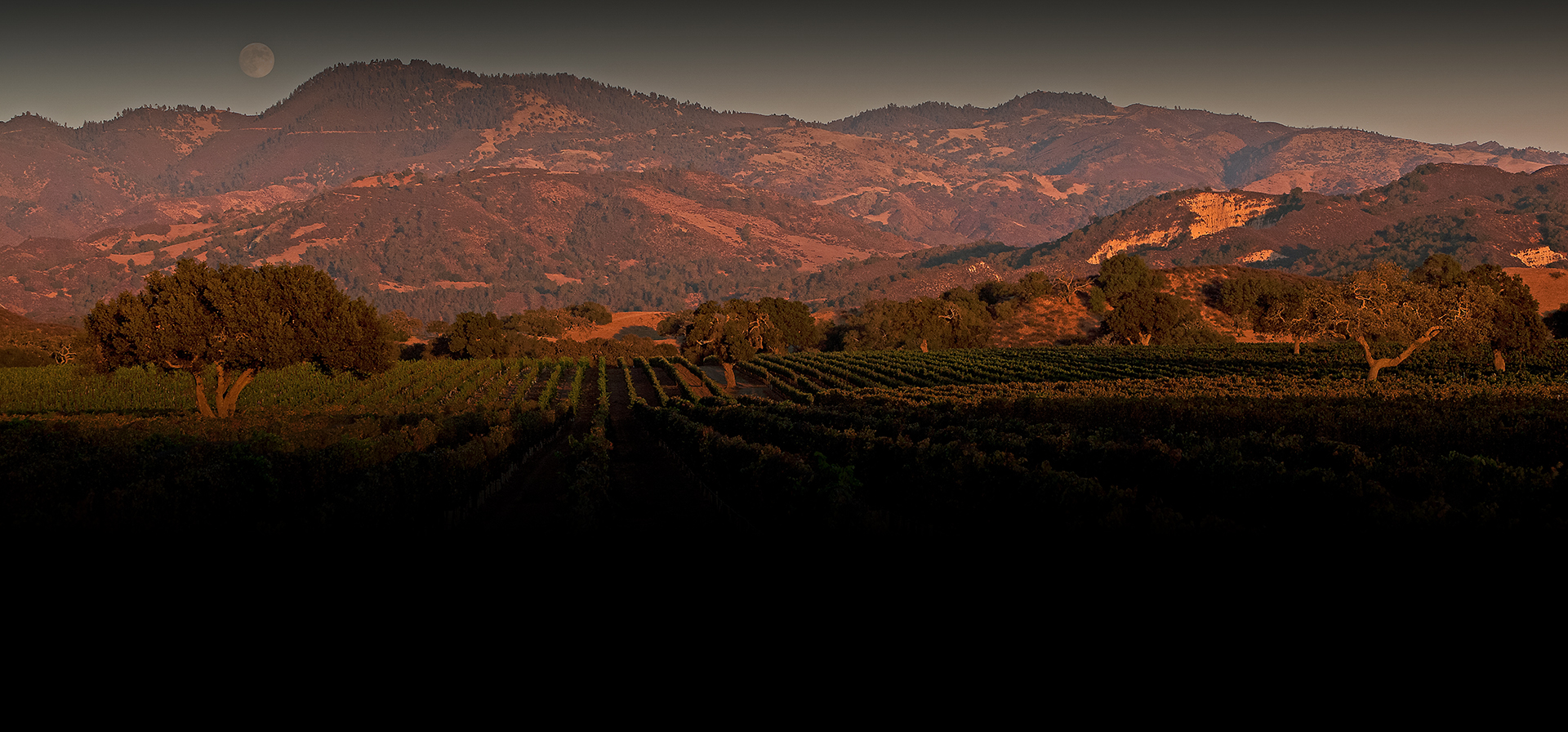 a field of trees and mountains