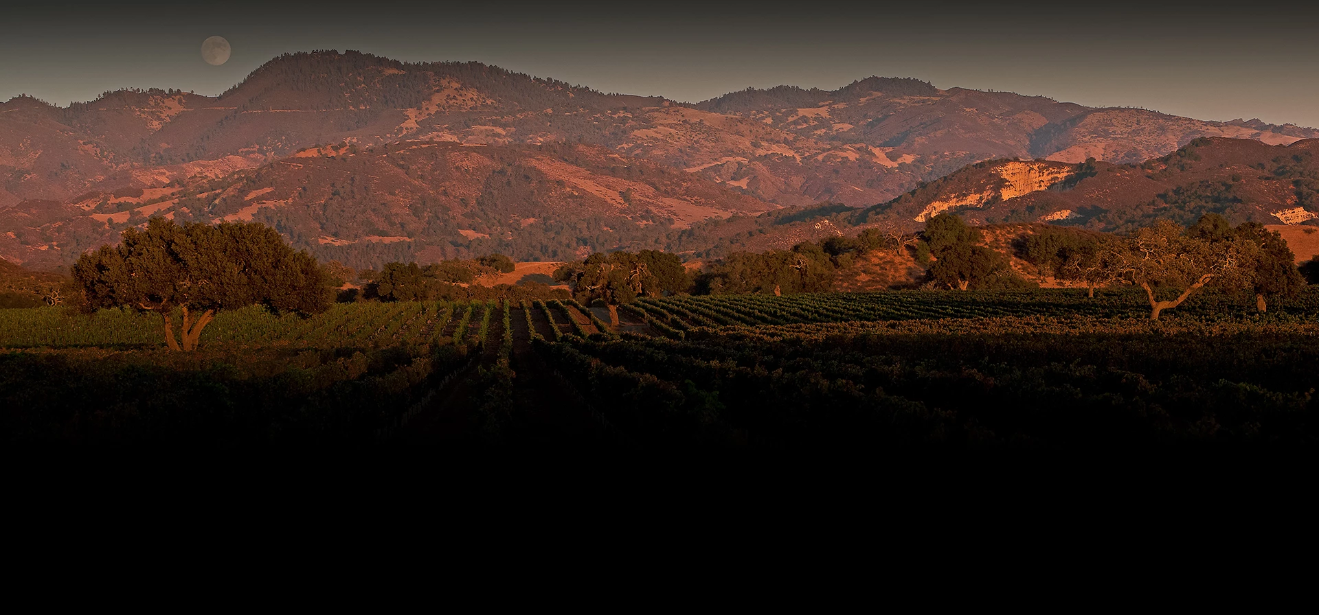 a field of trees and mountains