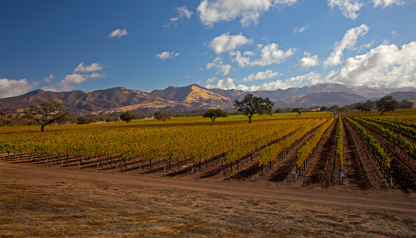 a field of vines with mountains in the background