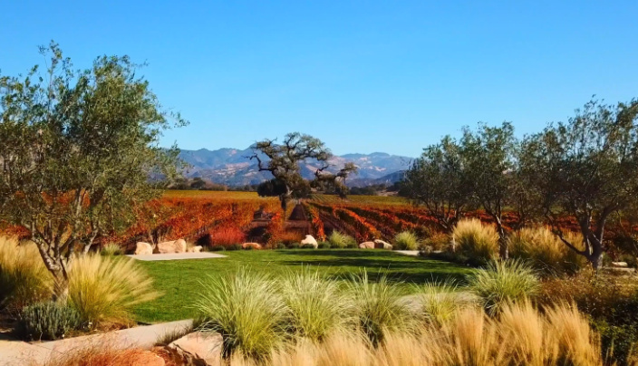 Upper Mesa in fall at Rodney's Vineyard