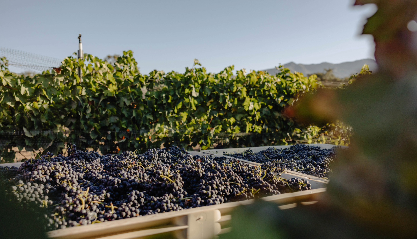 a bunches of grapes in a crate