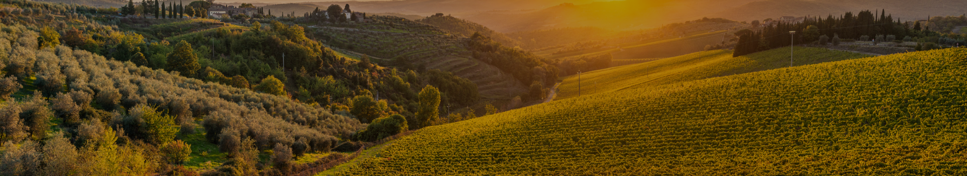 a landscape with a field of plants and trees