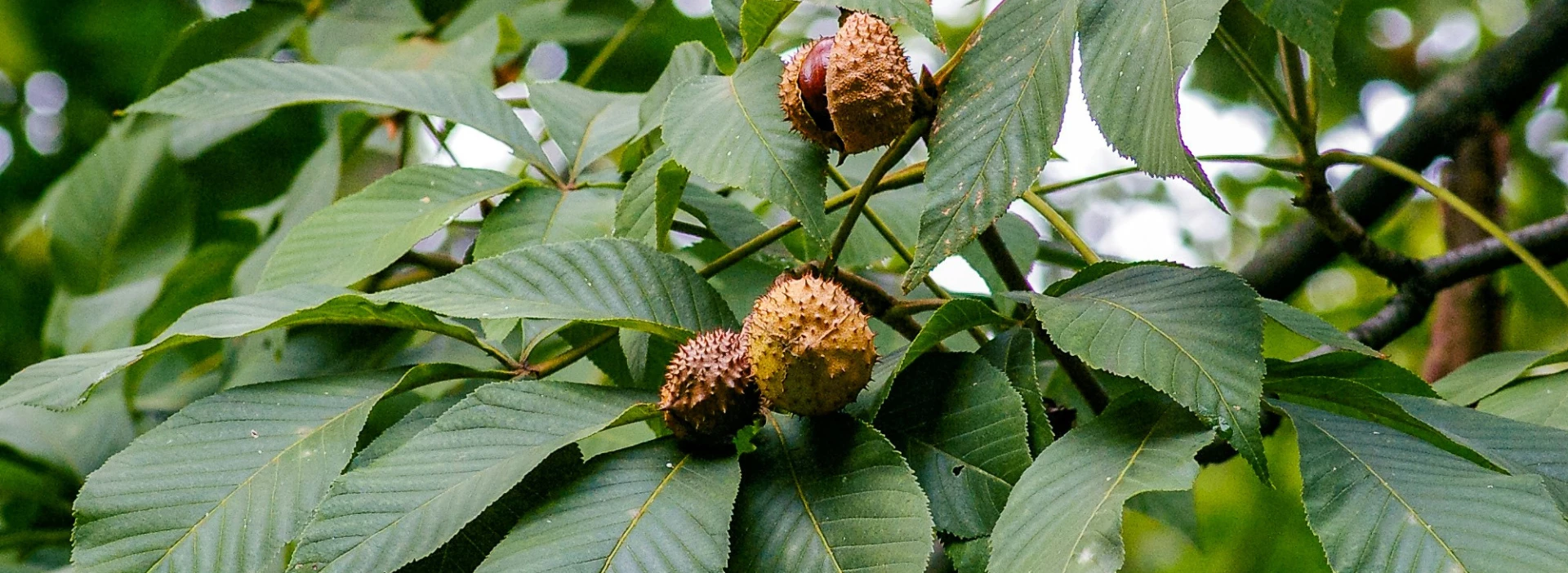 a plant with leaves and fruit