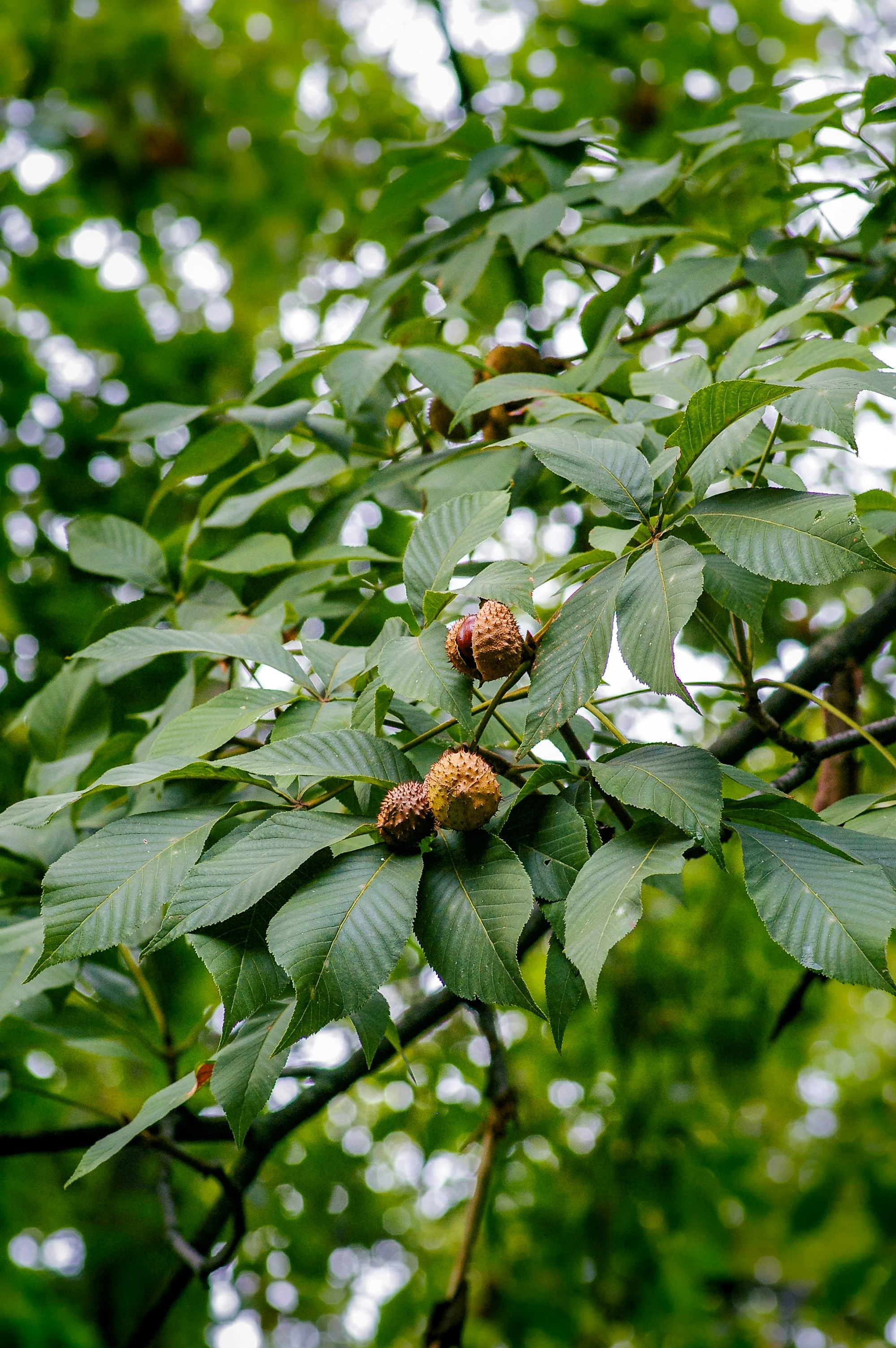 a tree with leaves and fruits