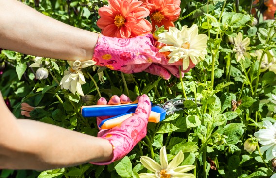 a person wearing gloves cutting flowers