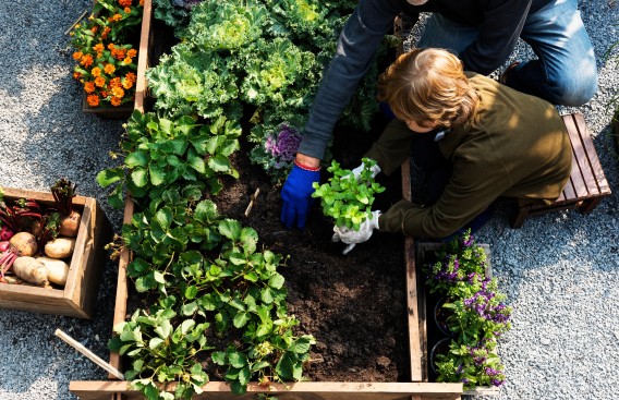 a man and woman planting a plant in a garden