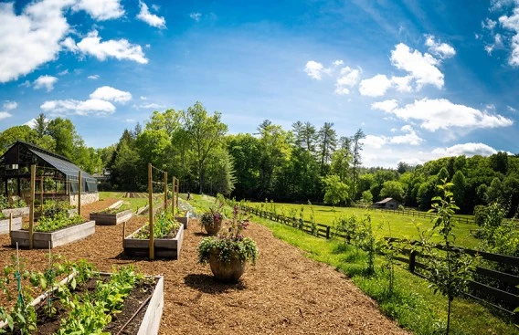 a garden with plants and trees in the background