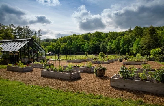 a garden with many plants and trees