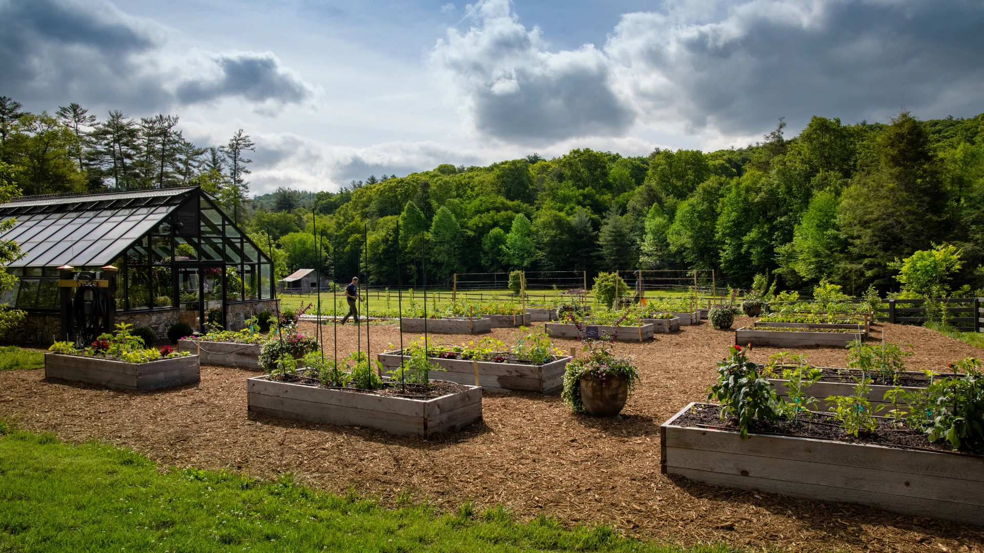 a garden with many plants and a person walking