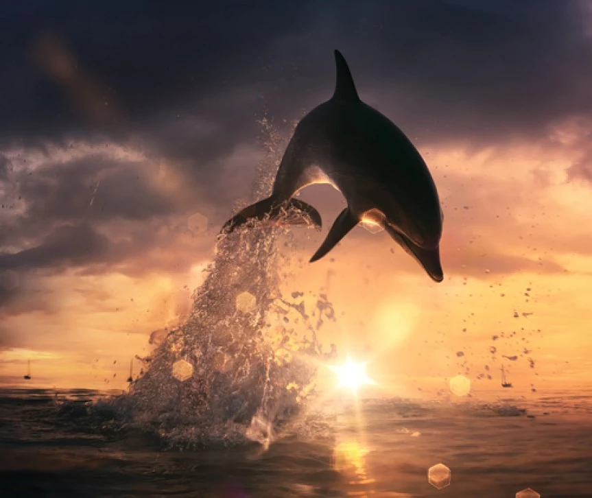 dolphin jumping out of the water at sunset